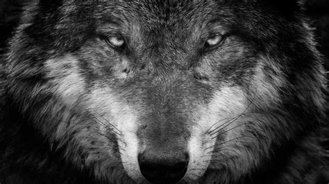 wolf black and white