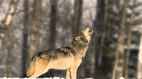 wolf howl audio clip