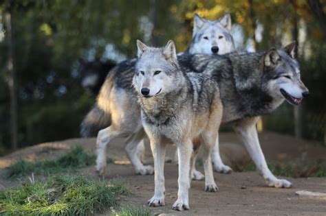 wolf in the pack
