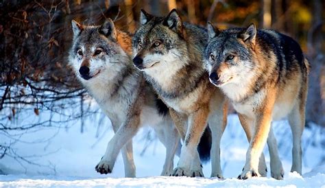 wolf pack mentality in humans