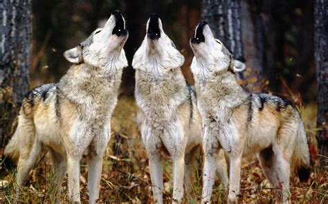 wolf pack or wolfpack