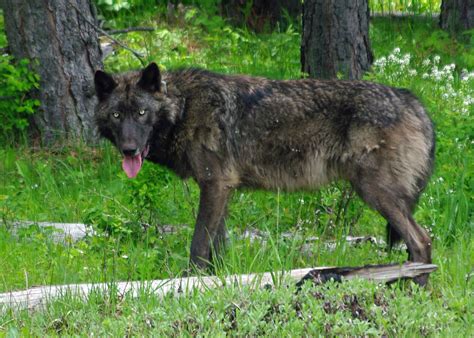 wolf population in oregon