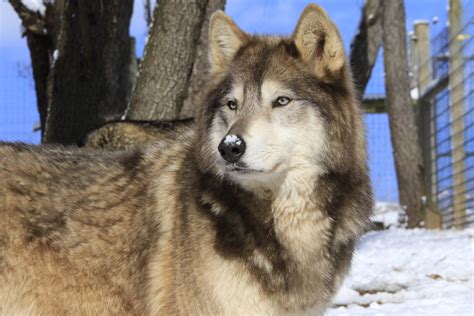 Wolf Sanctuary Hours