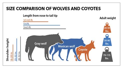 Wolf Size Cost
