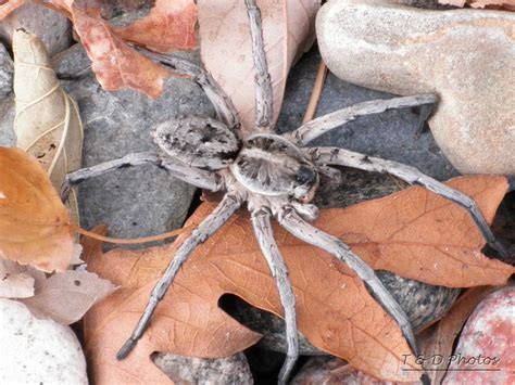 wolf spider colorado