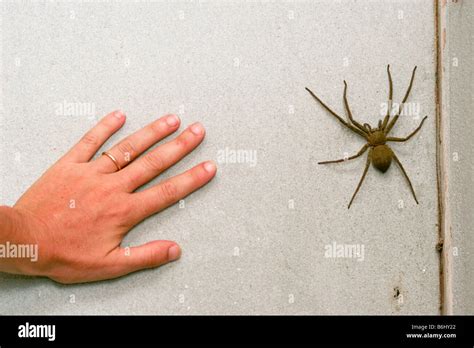 wolf spider compared to hand