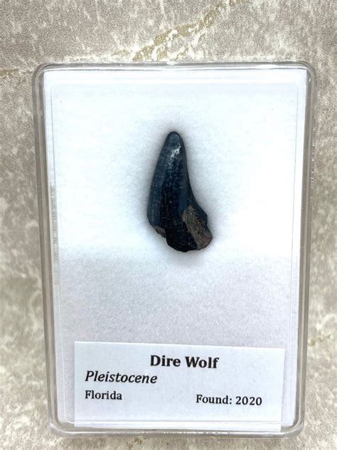 wolf tooth for sale