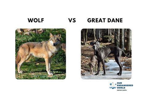wolf vs great dane size