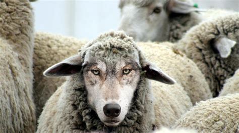 wolf wearing sheep's clothing