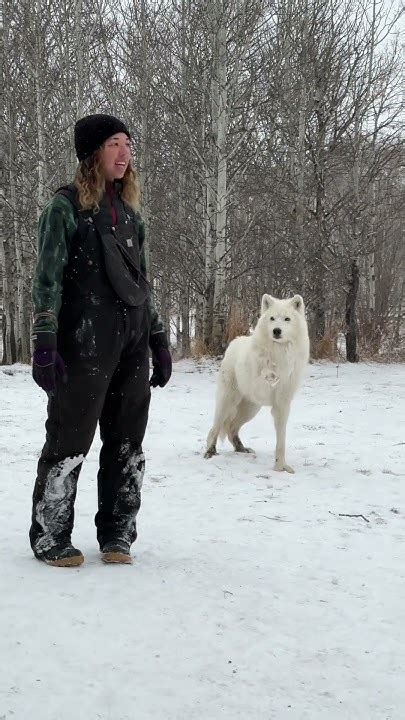 wolfdog close encounter