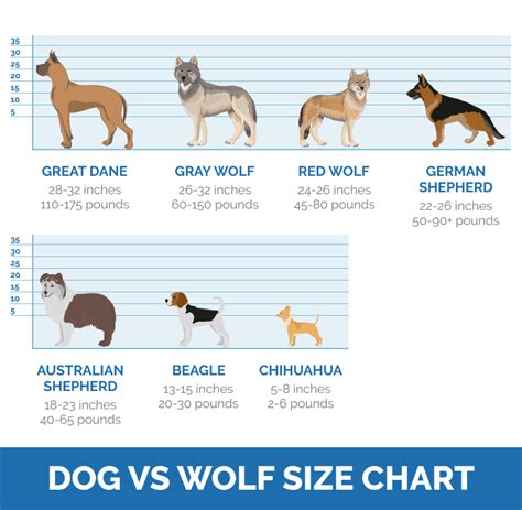 wolfdog size comparison