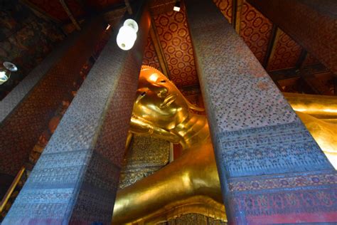 wolfie complex arabia