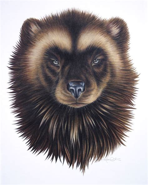 wolverine animal drawing