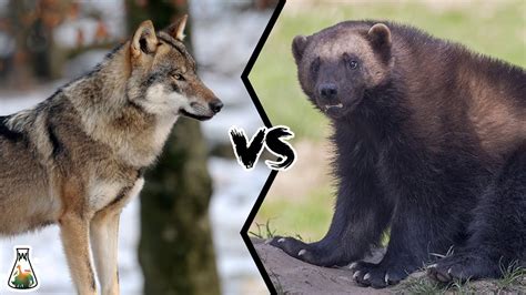 wolverine animal fight