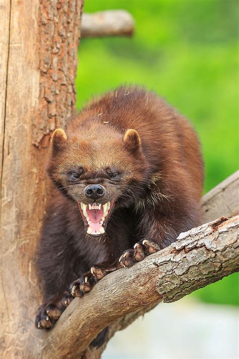 wolverine animal images and pictures