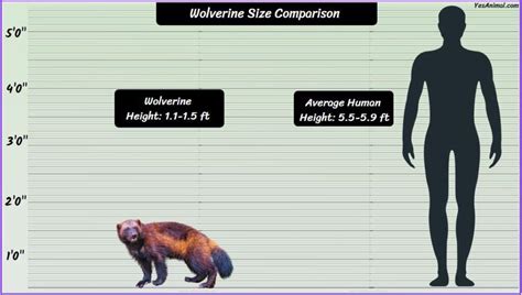 wolverine animal size