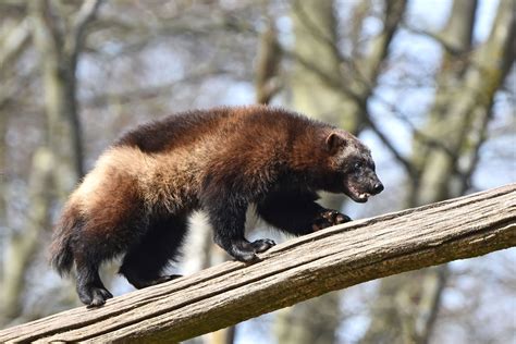 wolverine animal wikipedia