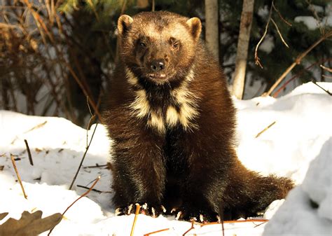 wolverine canada