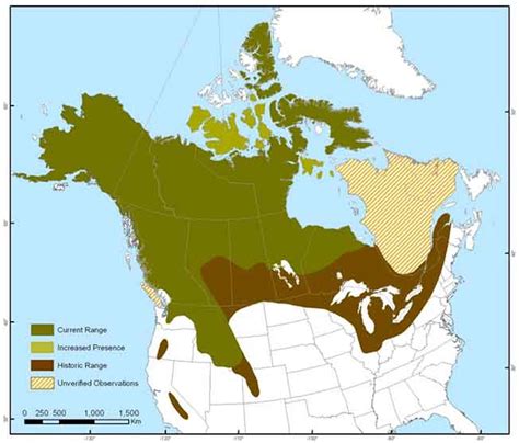 wolverine population by state