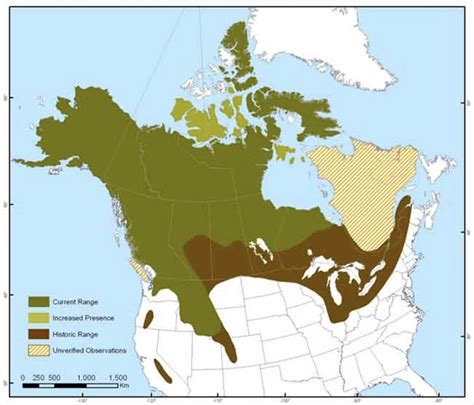 wolverine population in us