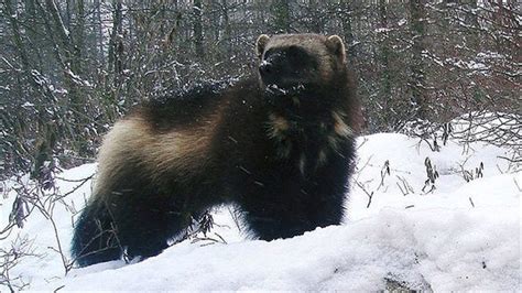 wolverine spotted in canada's boreal forest