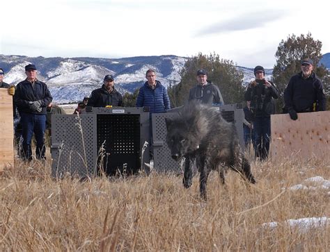 wolves being released in colorado