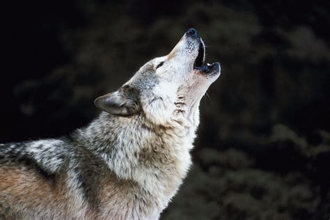 wolves howling at night