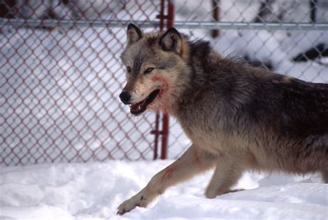 wolves killed in yellowstone national park