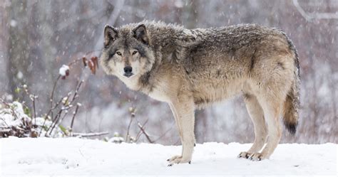 wolves reintroduced into colorado