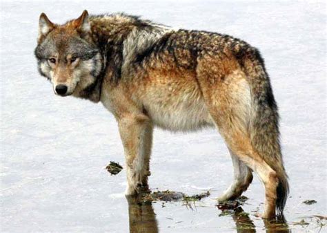 wolves unlikely to survive in wyoming
