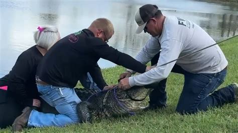 woman attacked by alligator walking dog