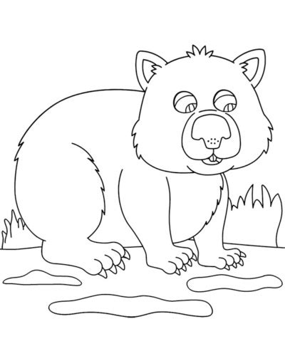 wombat kolorowanka