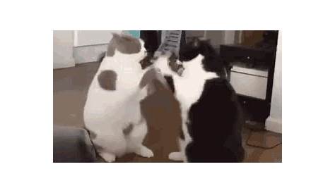 Cat Fight GIF - Cat Fight - Discover & Share GIFs