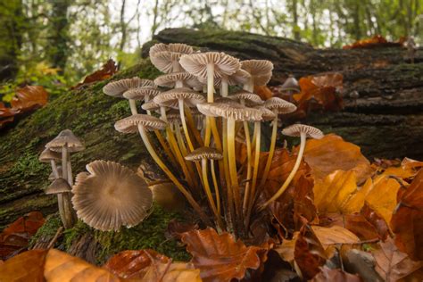 wonderful world of fungi