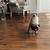 wood floors for dogs