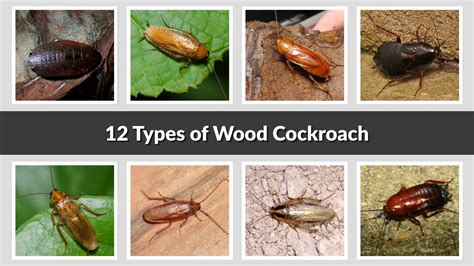 Wood Cockroach Identification