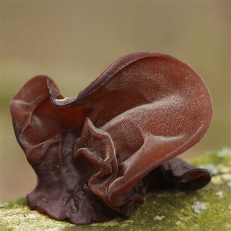 Wood Ear Identification