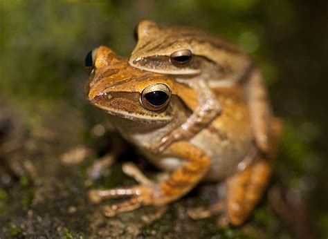 Wood Frog Amplexus