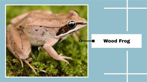 Wood Frog Identification