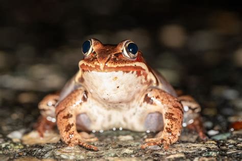 Wood Frog Information