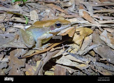 Wood Frog Rainforest