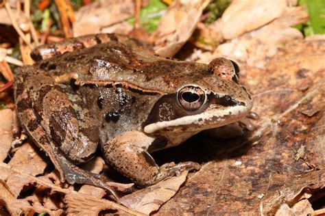 Wood Frog Status