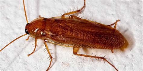 Wood Roach Oklahoma