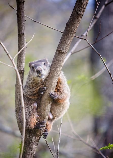 Woodchuck In Tree