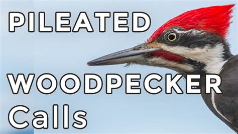 Woodpecker Call