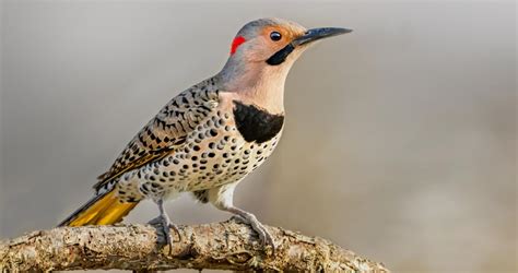 Woodpecker Flicker