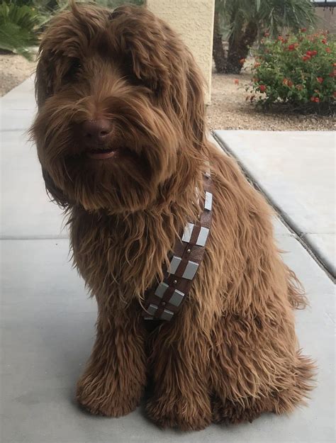 wookie names for dogs