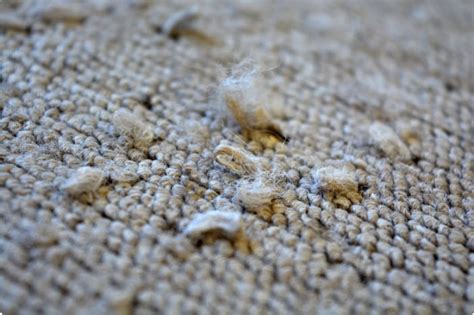 Wool Carpet Issues