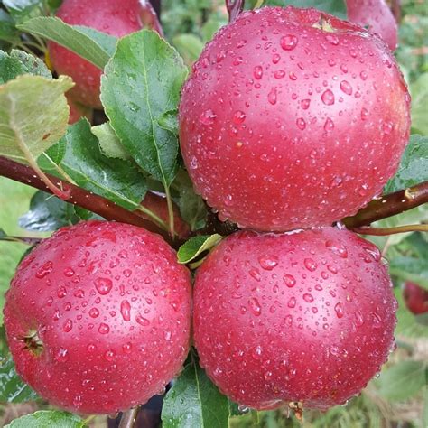 worcester pearmain apples for sale
