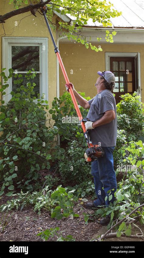 Word For Cutting Tree Branches